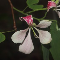Bauhinia monandra Kurz